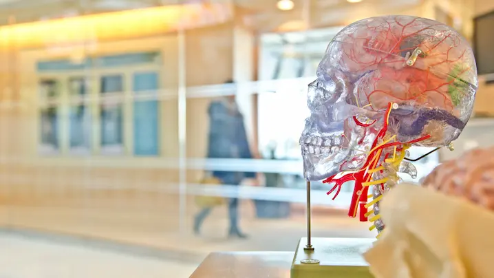 a transparent model skull showing veins