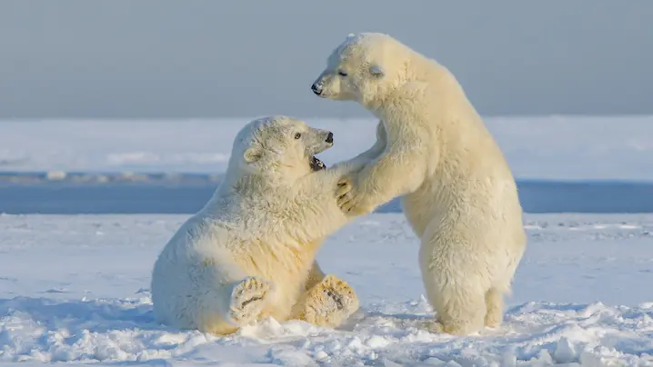 two young polar bears playing
